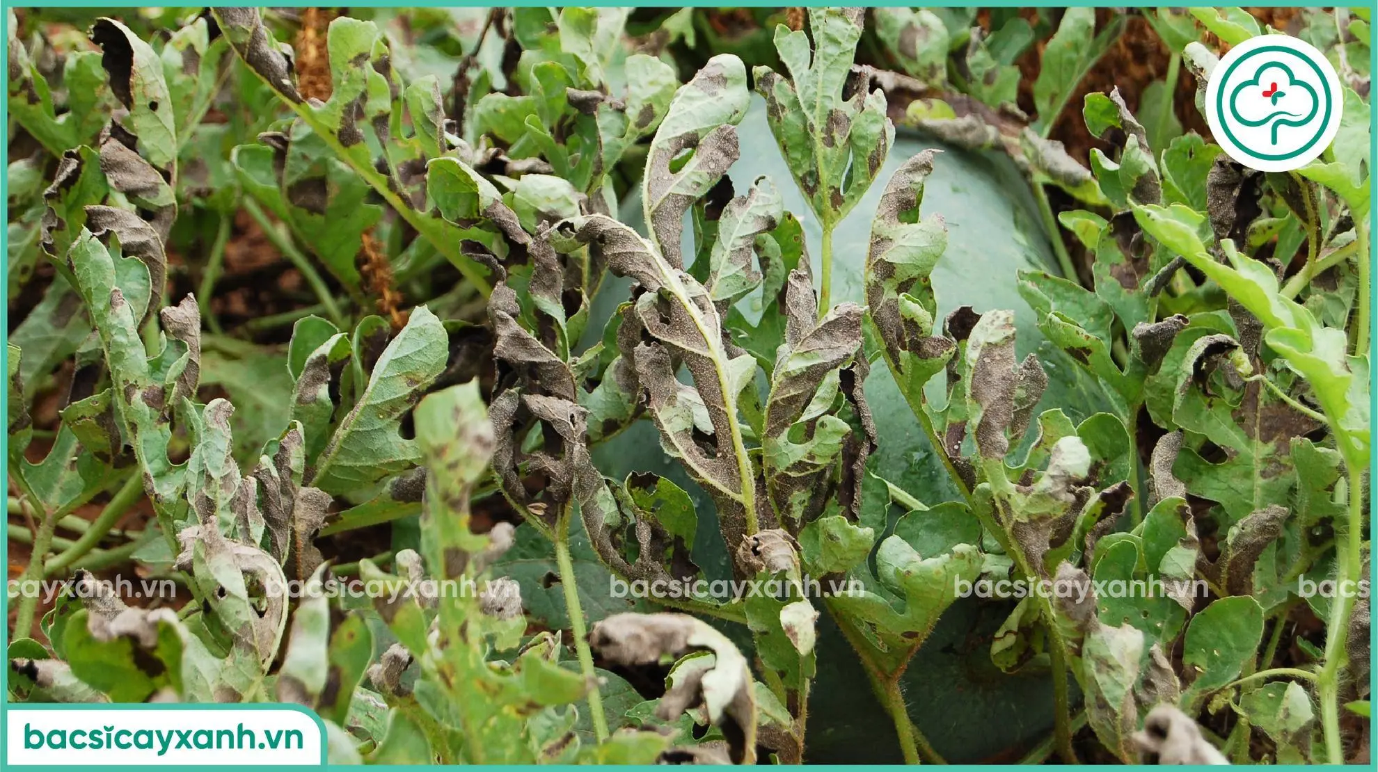 Bệnh sương mai gây ảnh hưởng đến năng suất dưa hấu