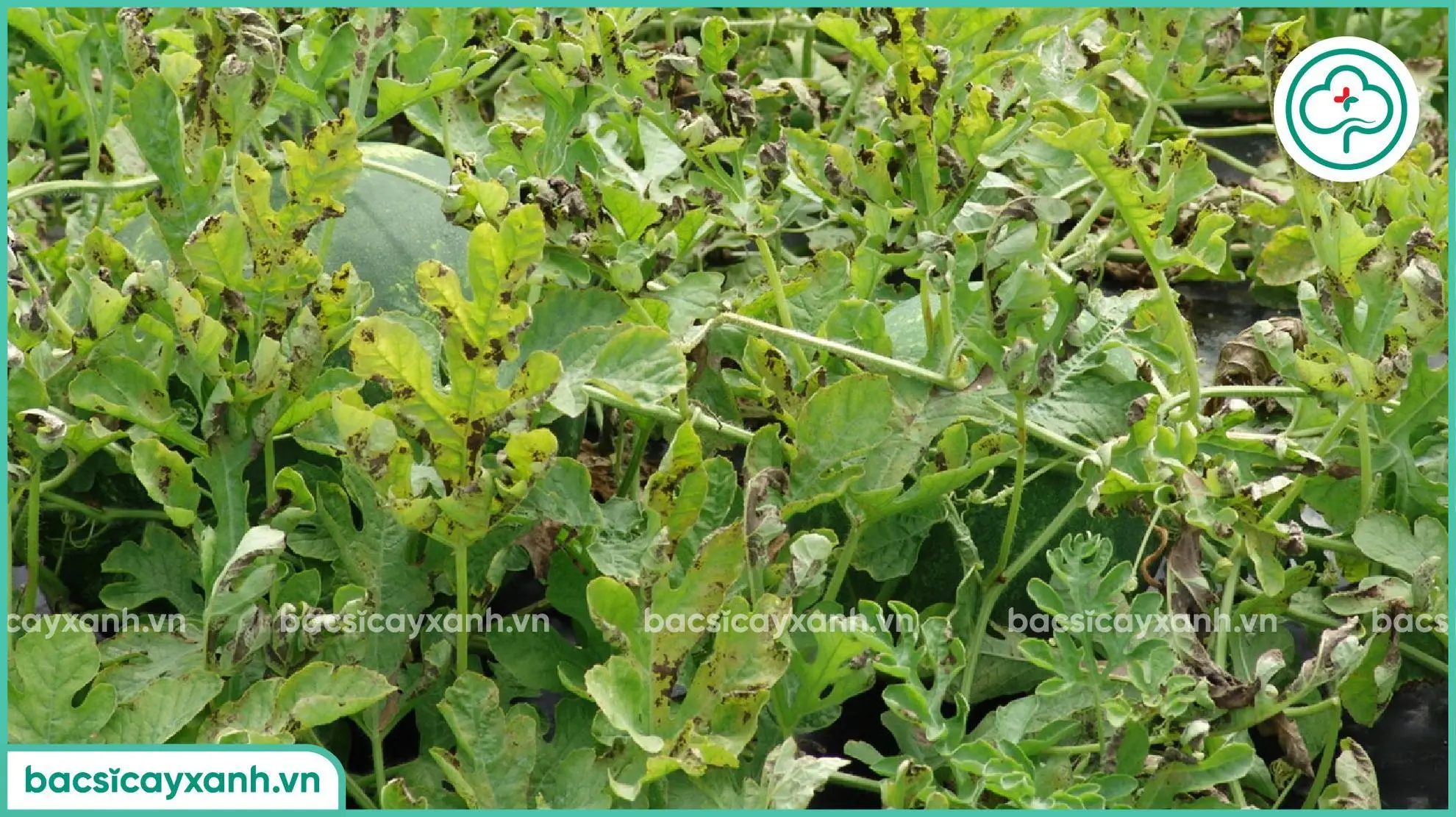 Bệnh sương mai gây thiệt hại về kinh tế cho người trồng dưa