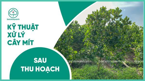 Hướng dẫn chăm sóc mít thái sau thu hoạch