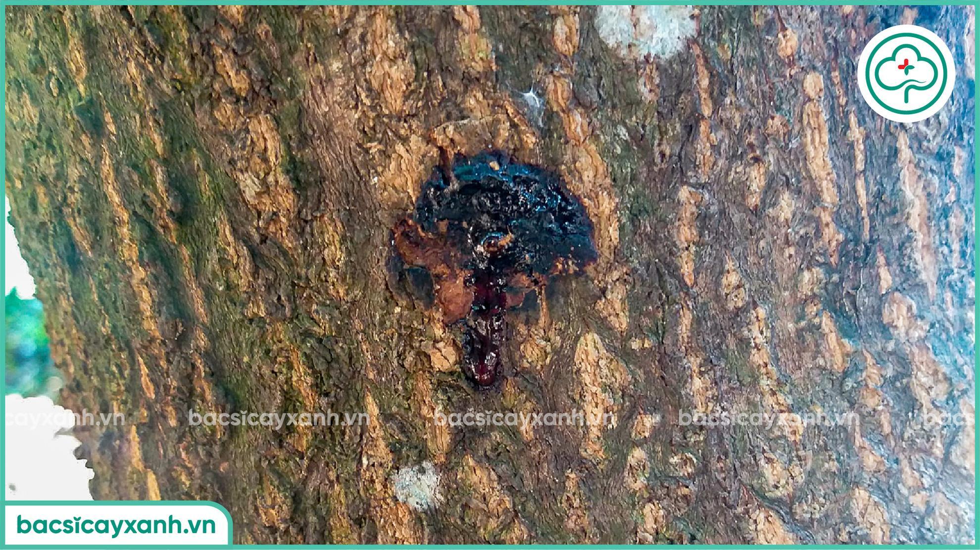 Nứt thân xì mủ mít