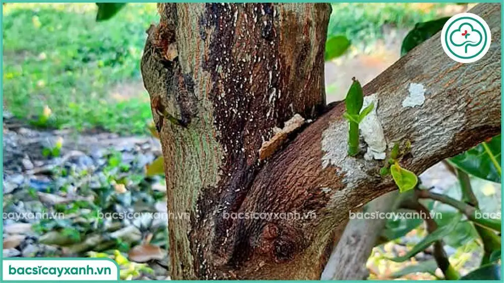 Hậu quả bệnh nứt thân xì mủ trên cây mít