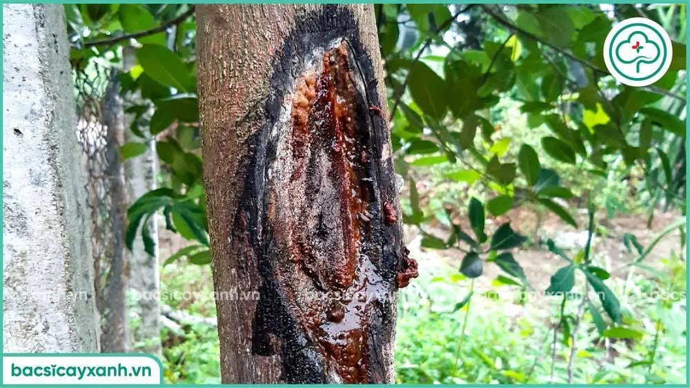 Hậu quả bệnh nứt thân xì mủ trên cây mít