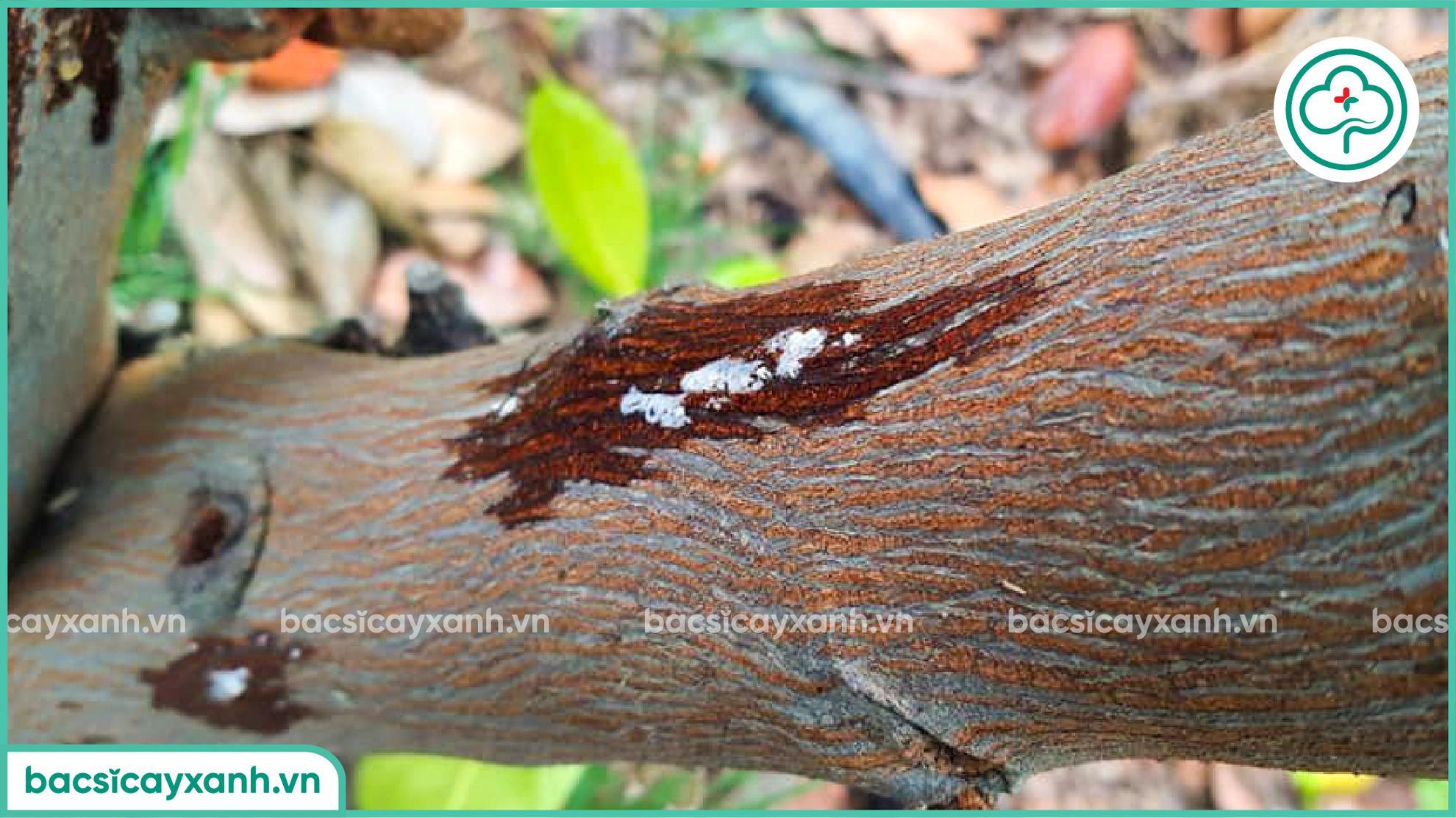 Nứt thân xì mủ mít