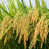 Tóm tắt quy trình trồng lúa nước