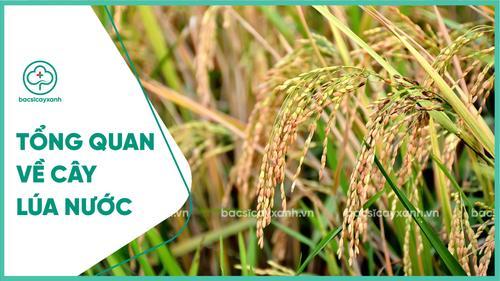 Giới thiệu về nghề trồng lúa nước; Tôm tắt quy trình trồng lúa nước; Tình hình phát triển cây lúa ở nước ta; Trồng lúa nước; Trồng lúa nước ở Việt Nam;