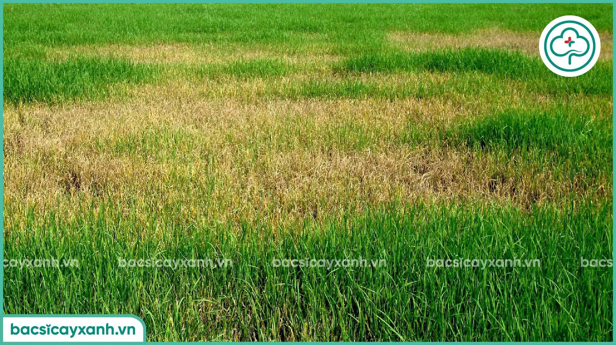 Rầy nâu hại lúa giai đoạn trổ bông