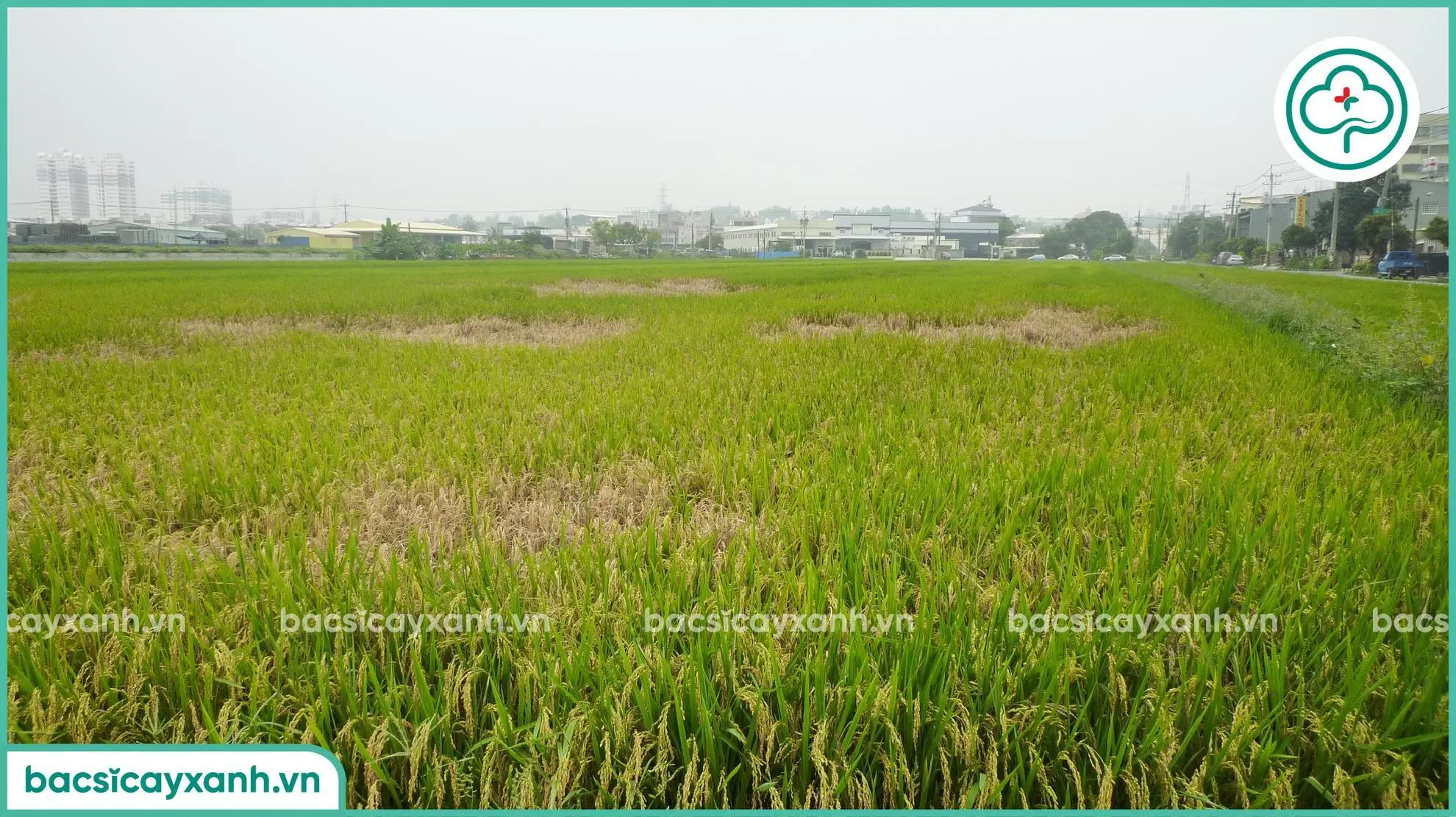 Rầy nâu hại cánh đồng lúa