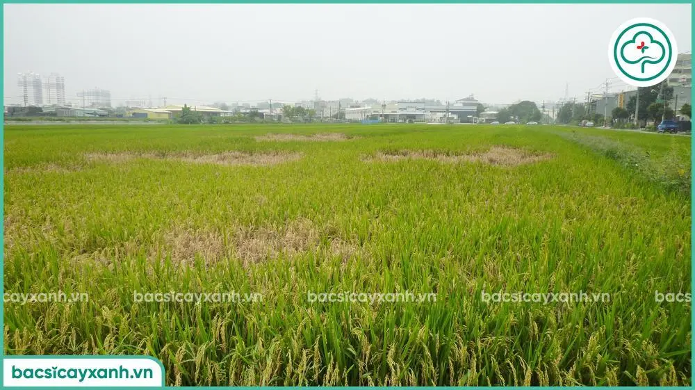 Hậu quả rầy nâu gây hại cây lúa