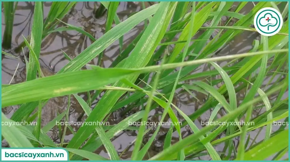 Biểu hiện bọ trĩ gây hại trên lúa