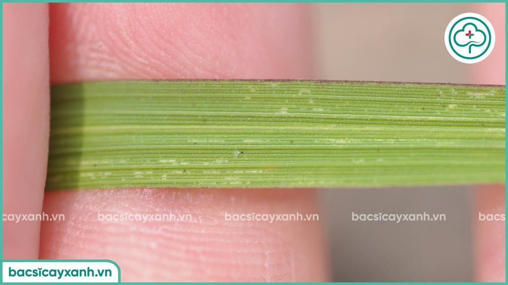 Biểu hiện bọ trĩ gây hại trên lúa