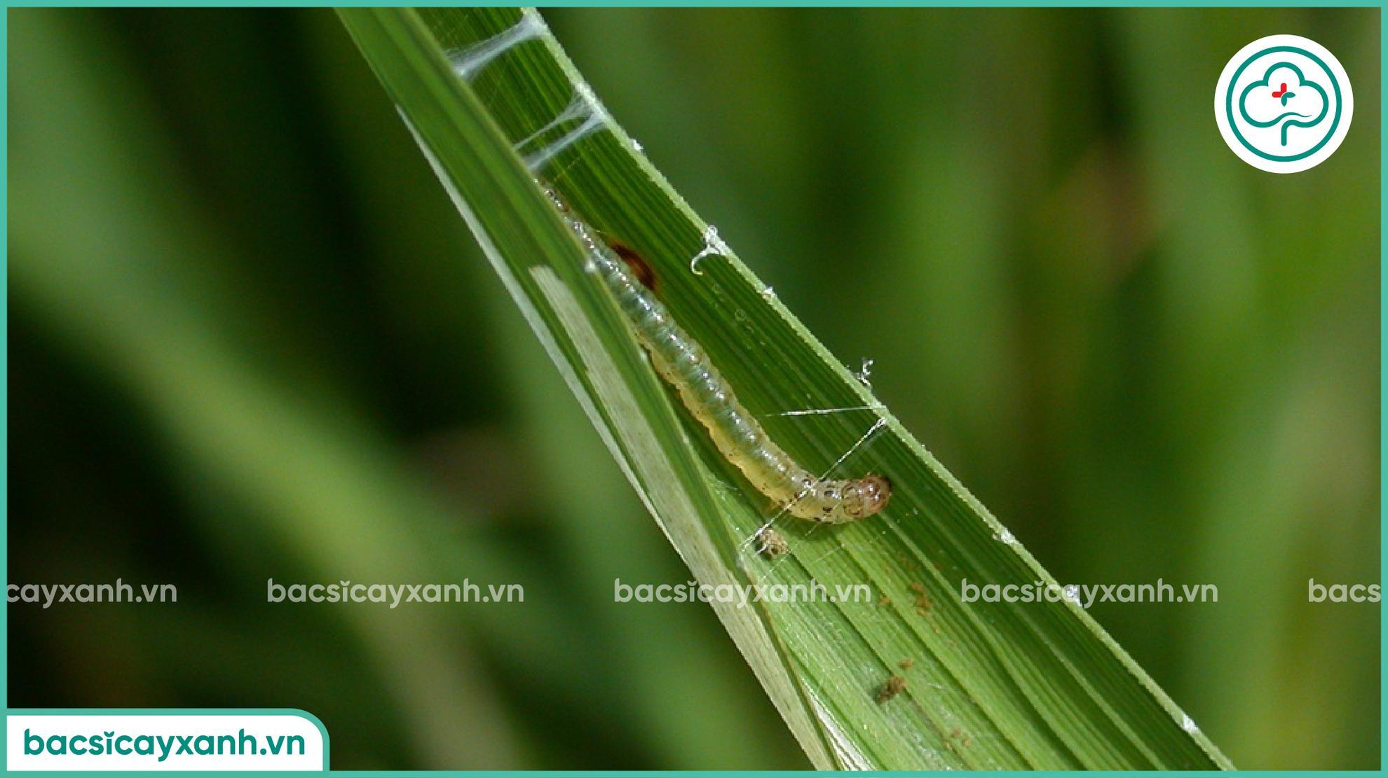 Sâu cuốn lá nhỏ hại lúa