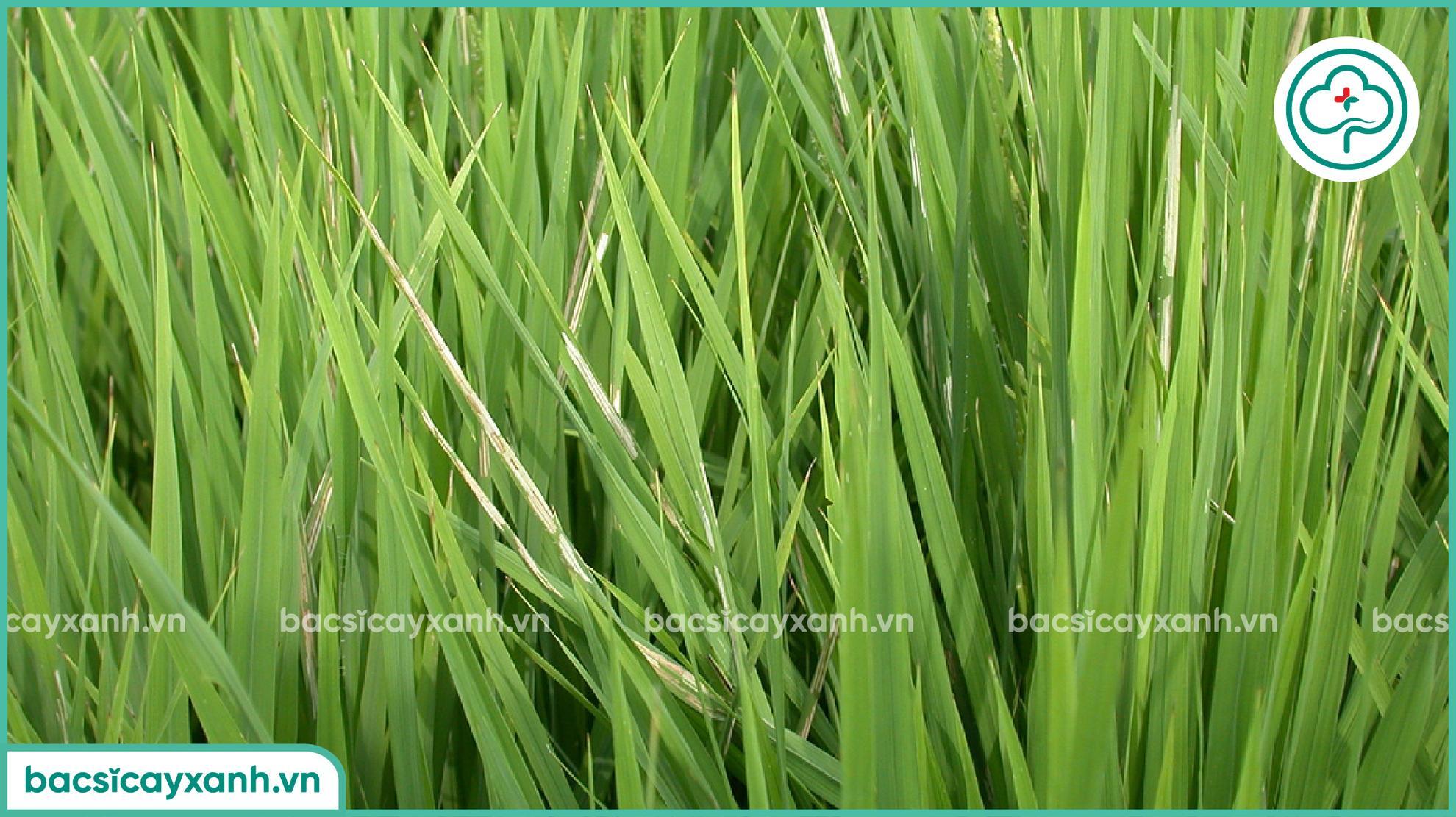 sâu cuốn lá nhỏ hại lúa