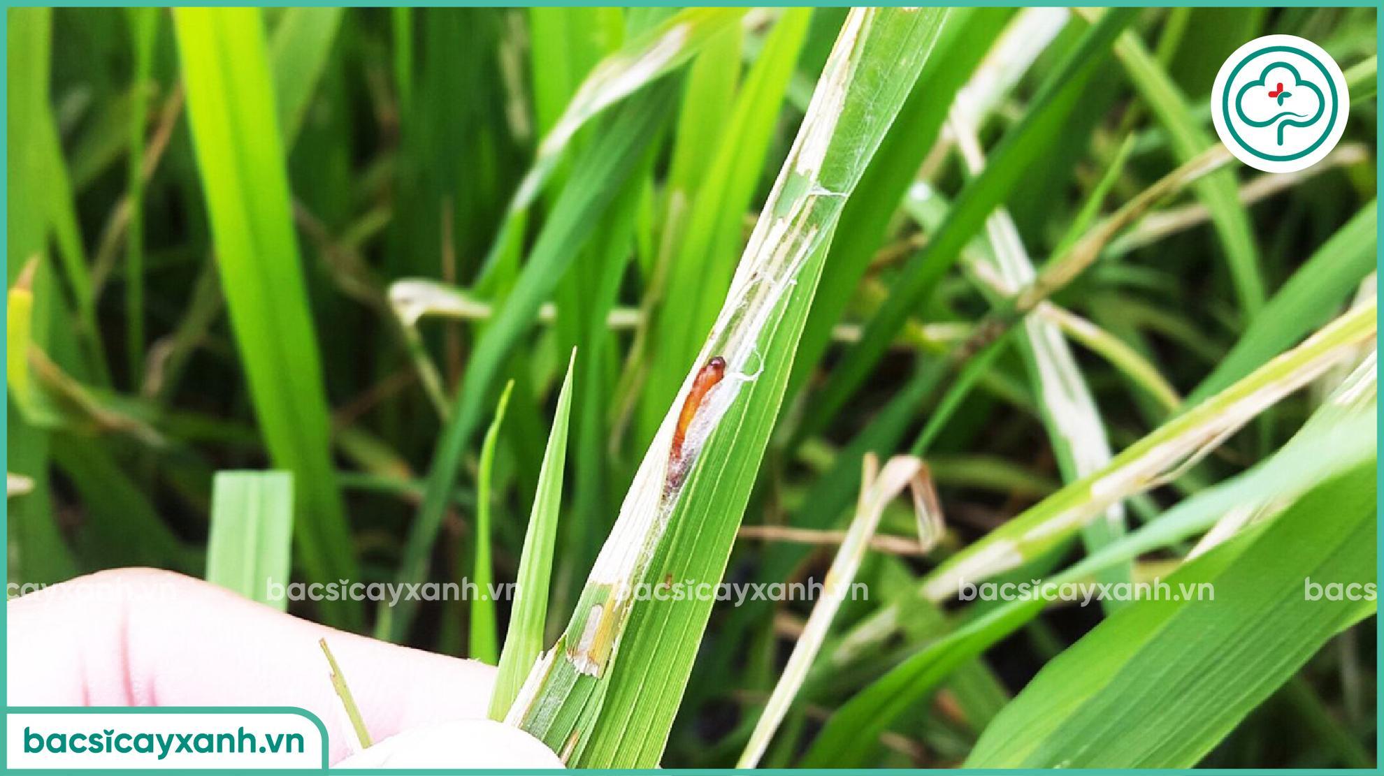 sâu cuốn lá nhỏ hại lúa