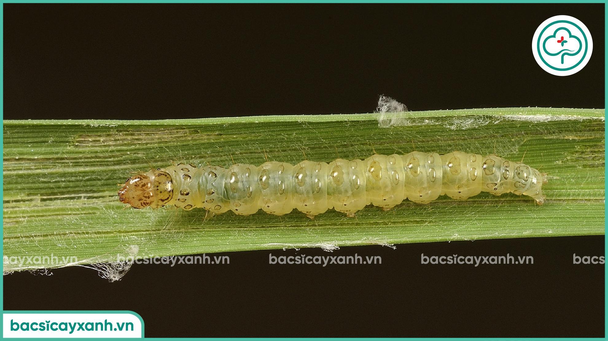 Sâu nhỏ cuốn lá hại lúa