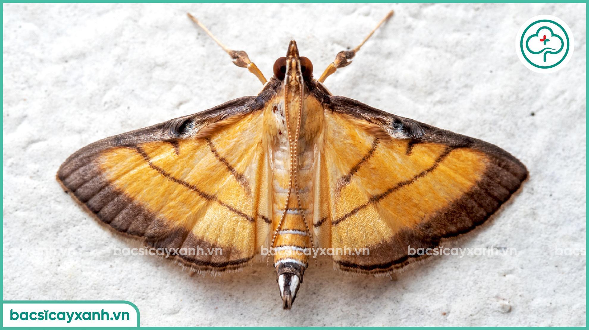 Đặc điểm của sâu nhỏ cuốn lá