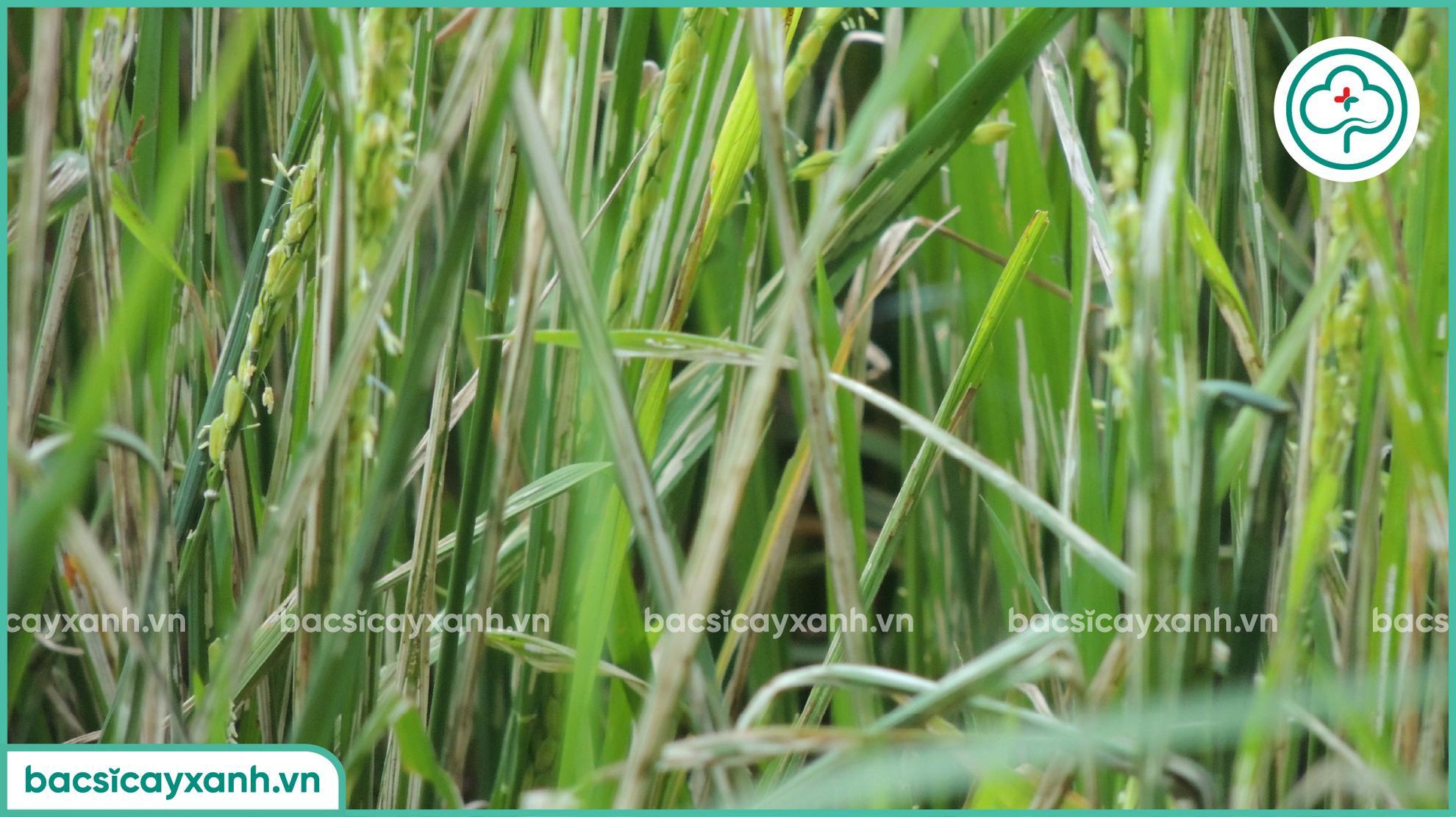 Sâu nhỏ cuốn lá hại lúa