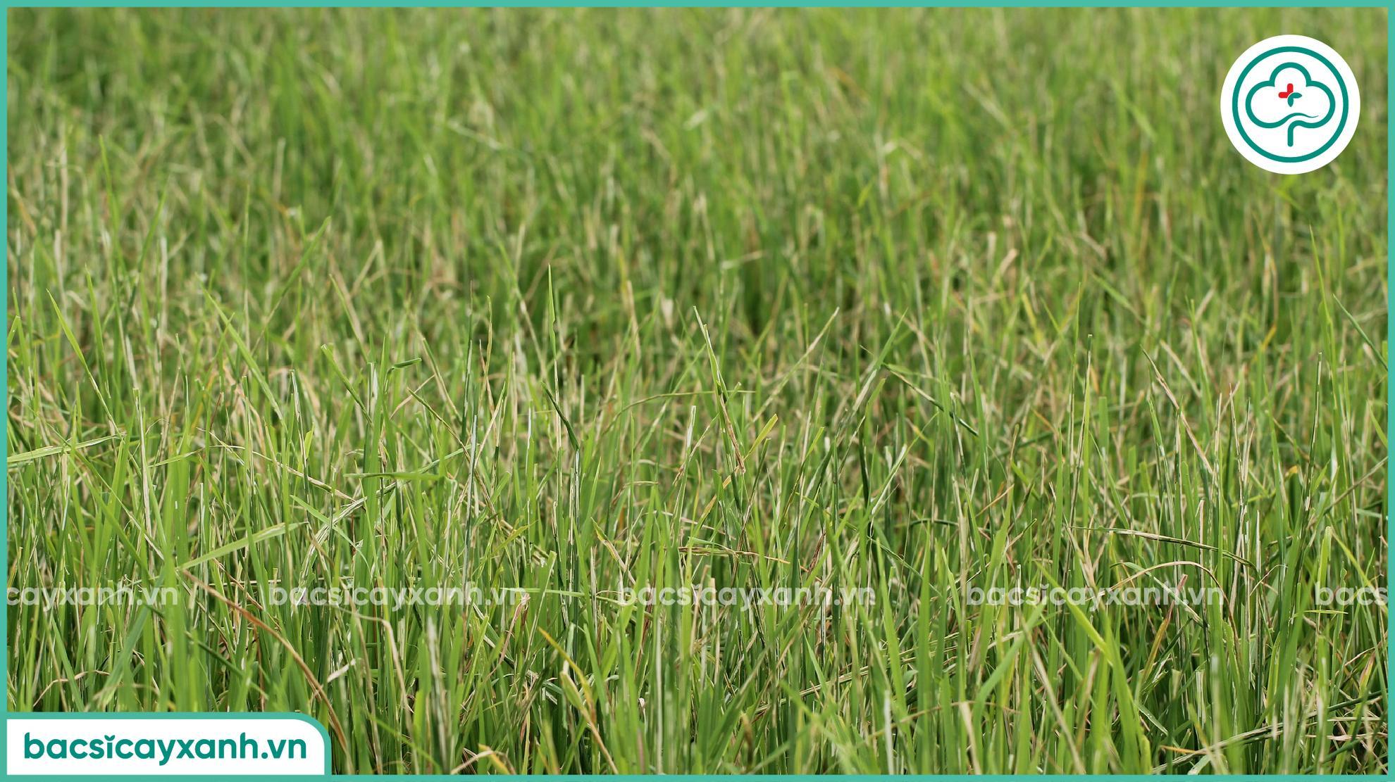 Thiệt hại do sâu cuốn lá hại lúa