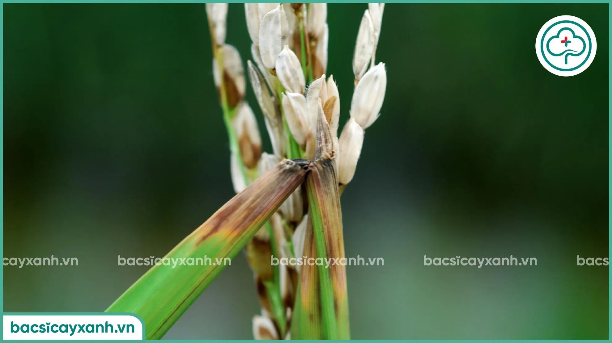 Biểu hiện bệnh đạo ôn trên hạt và bông lúa