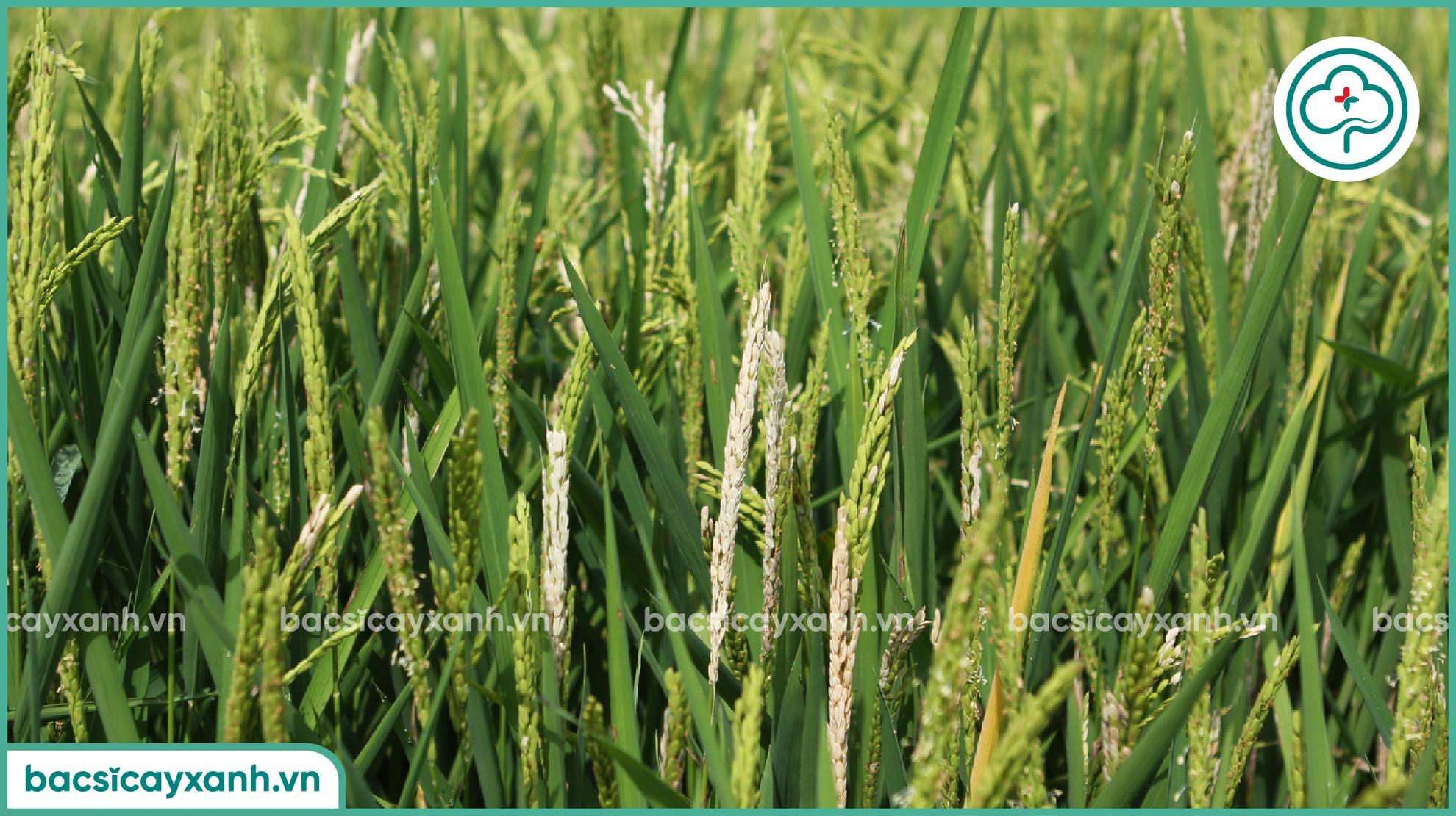 Ảnh hưởng bệnh đạo ôn trên lúa