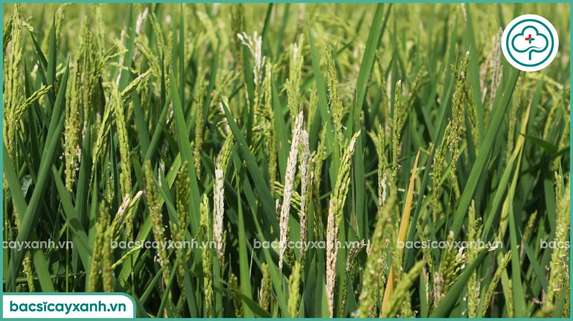 Ảnh hưởng bệnh đạo ôn trên lúa