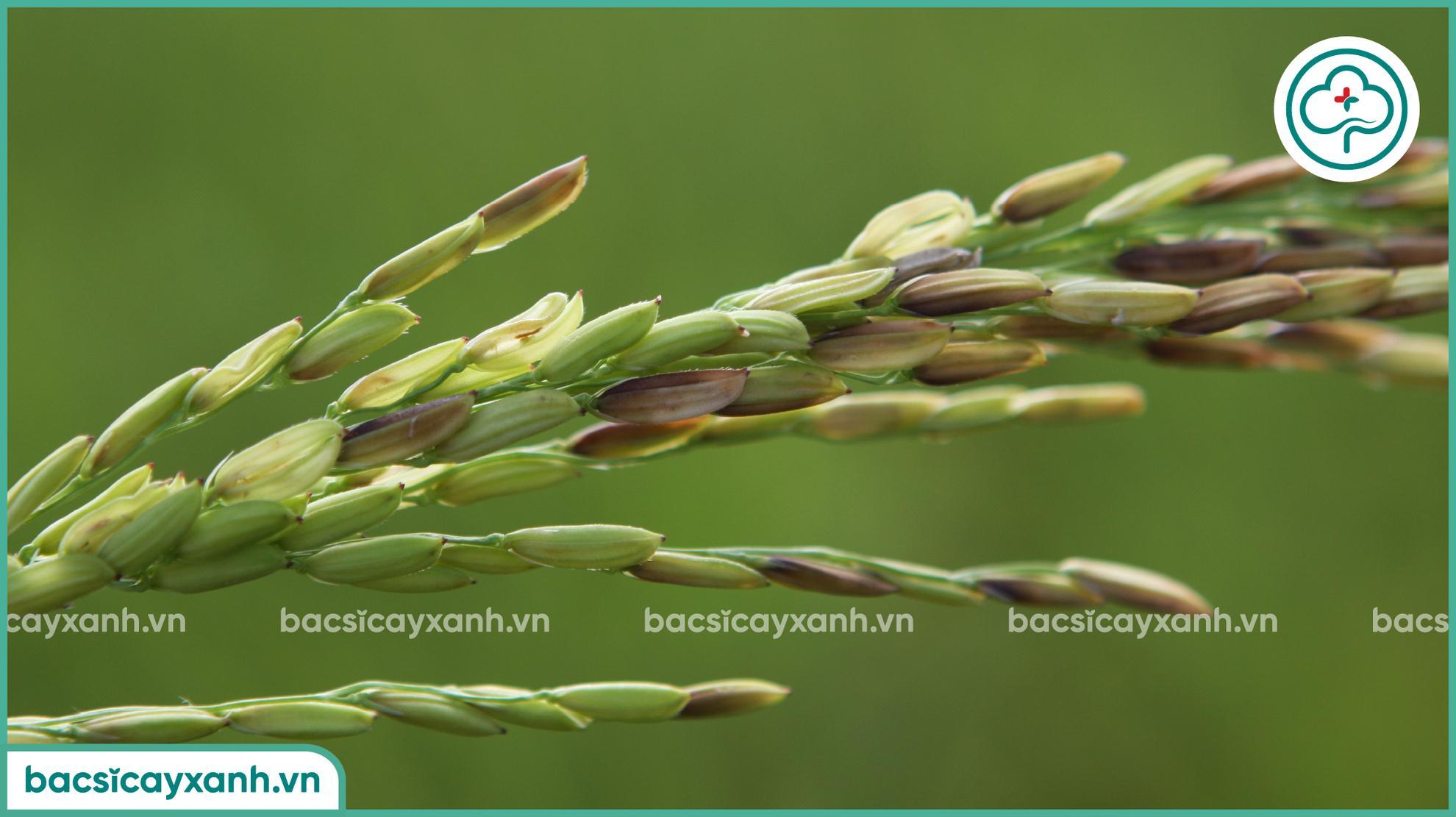 Biểu hiện bệnh lem lép hạt trên lúa