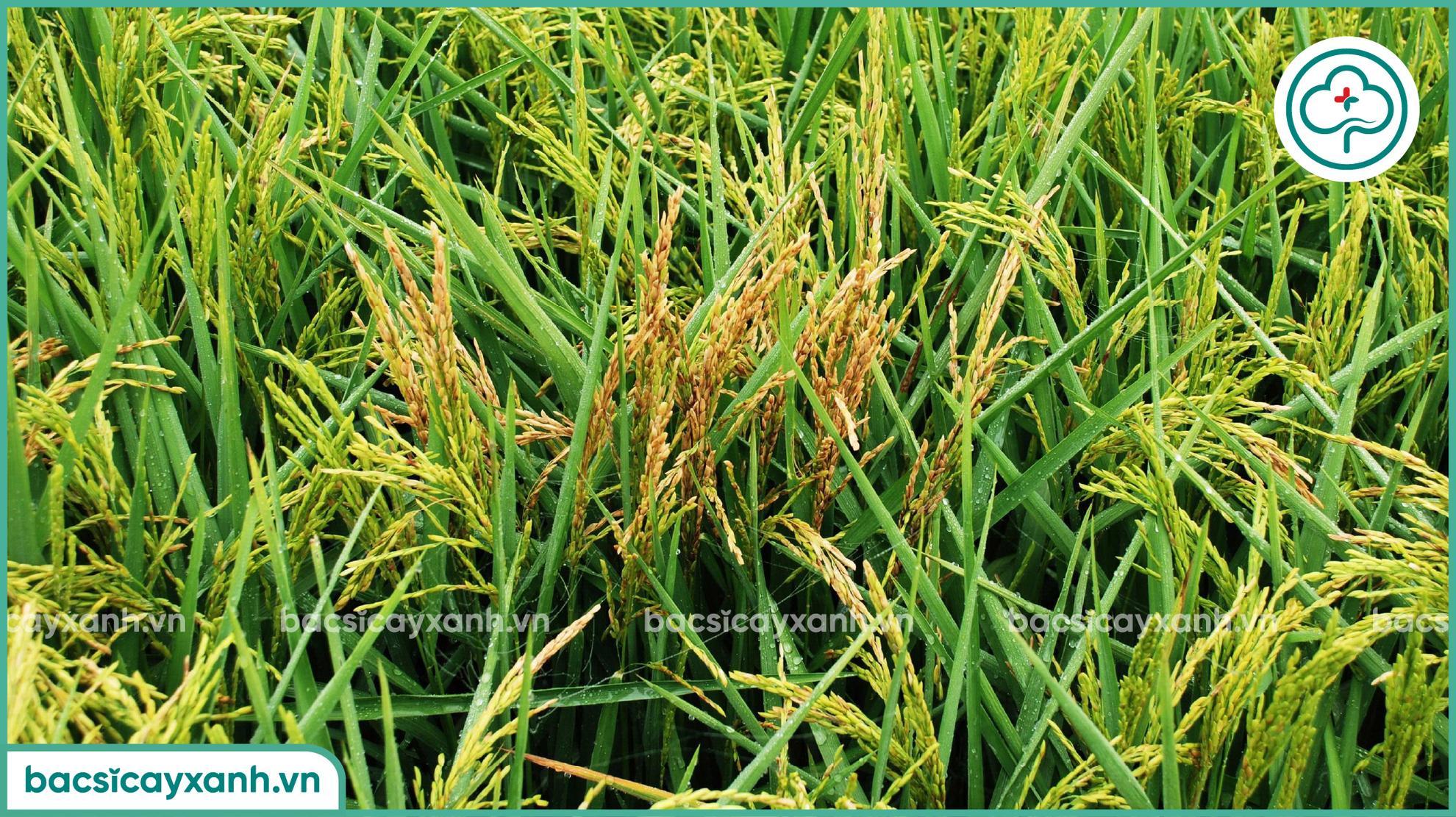 Nguyên nhân gây lem lép hạt trên lúa