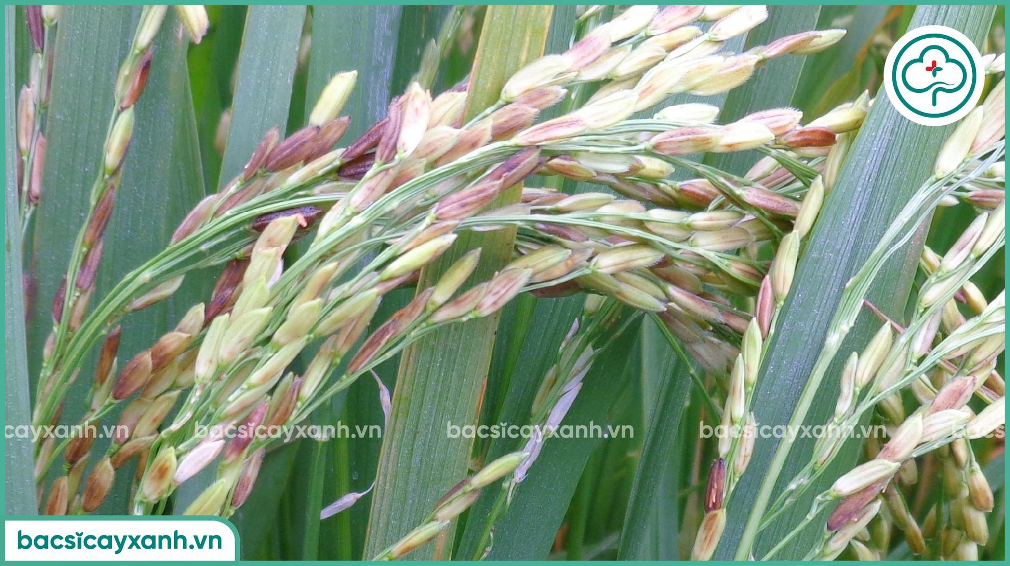 Trị bệnh lem lép hạt trên lúa