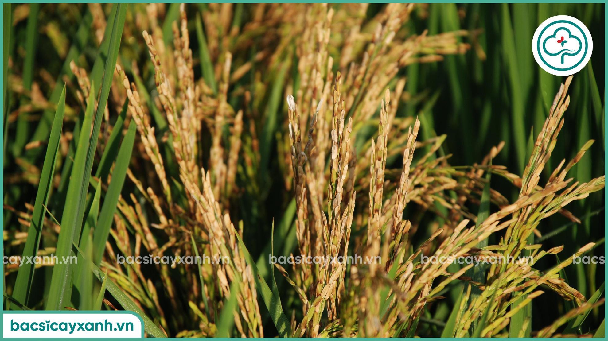 Thiệt hại do bệnh lem lép hạt