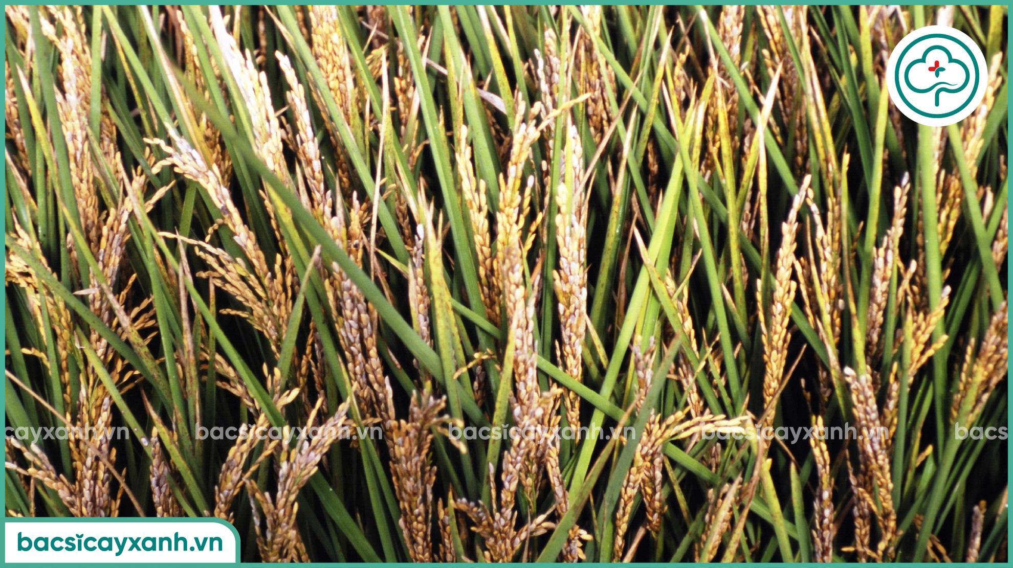 Phòng bệnh lem lép hạt trên lúa