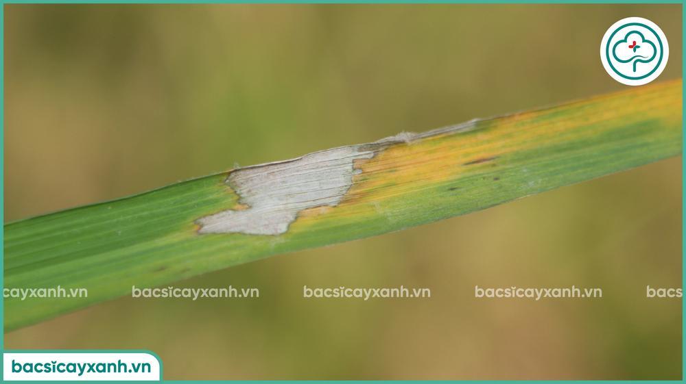 Biểu hiện của bệnh khô vằn trên lúa