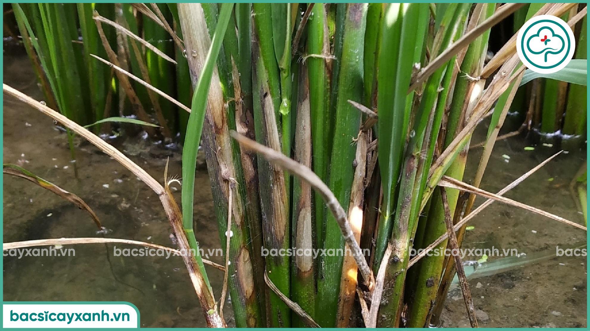 Nguyên nhân gây bệnh khô vằn