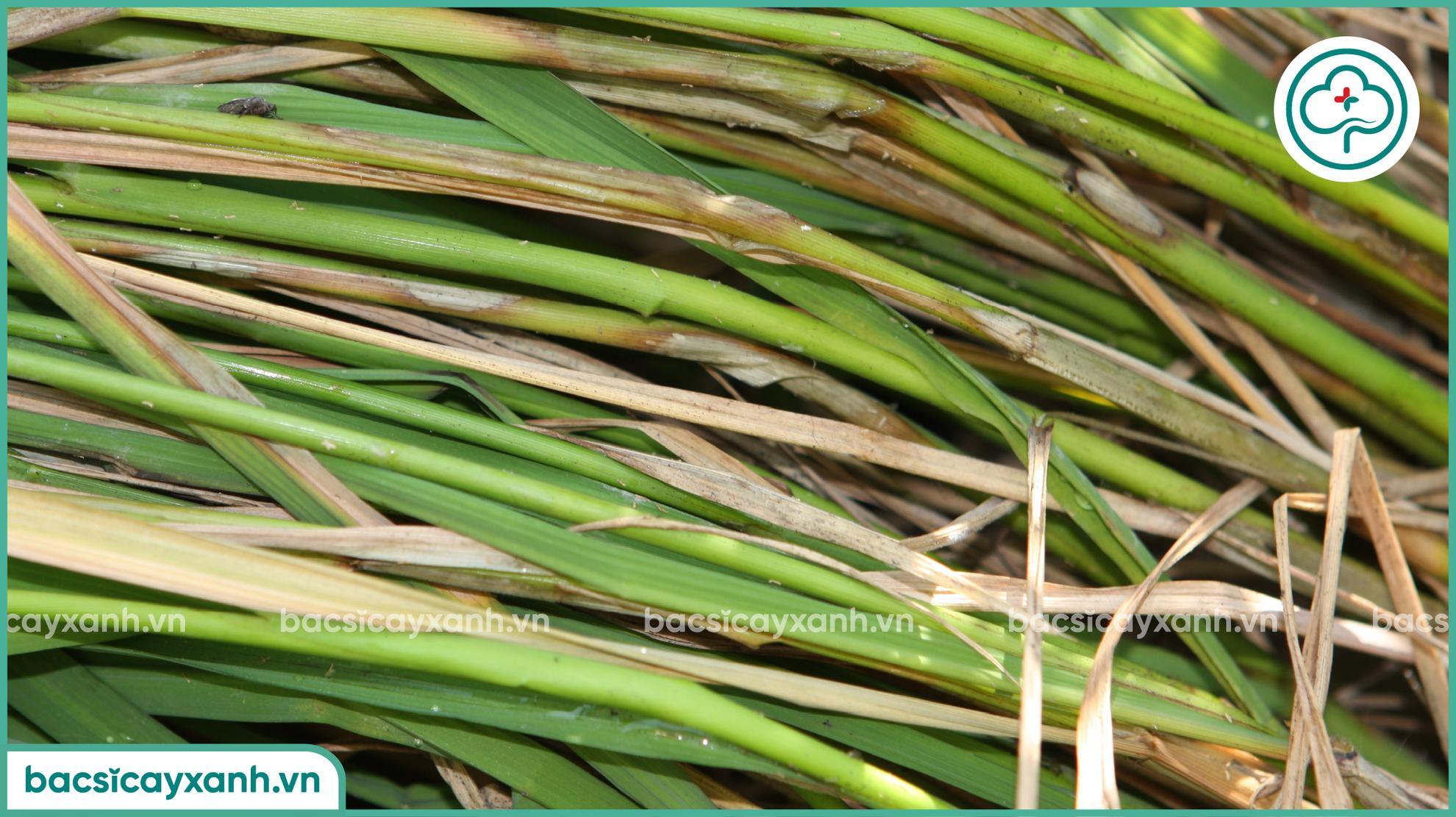 Trị bệnh khô vằn trên lúa