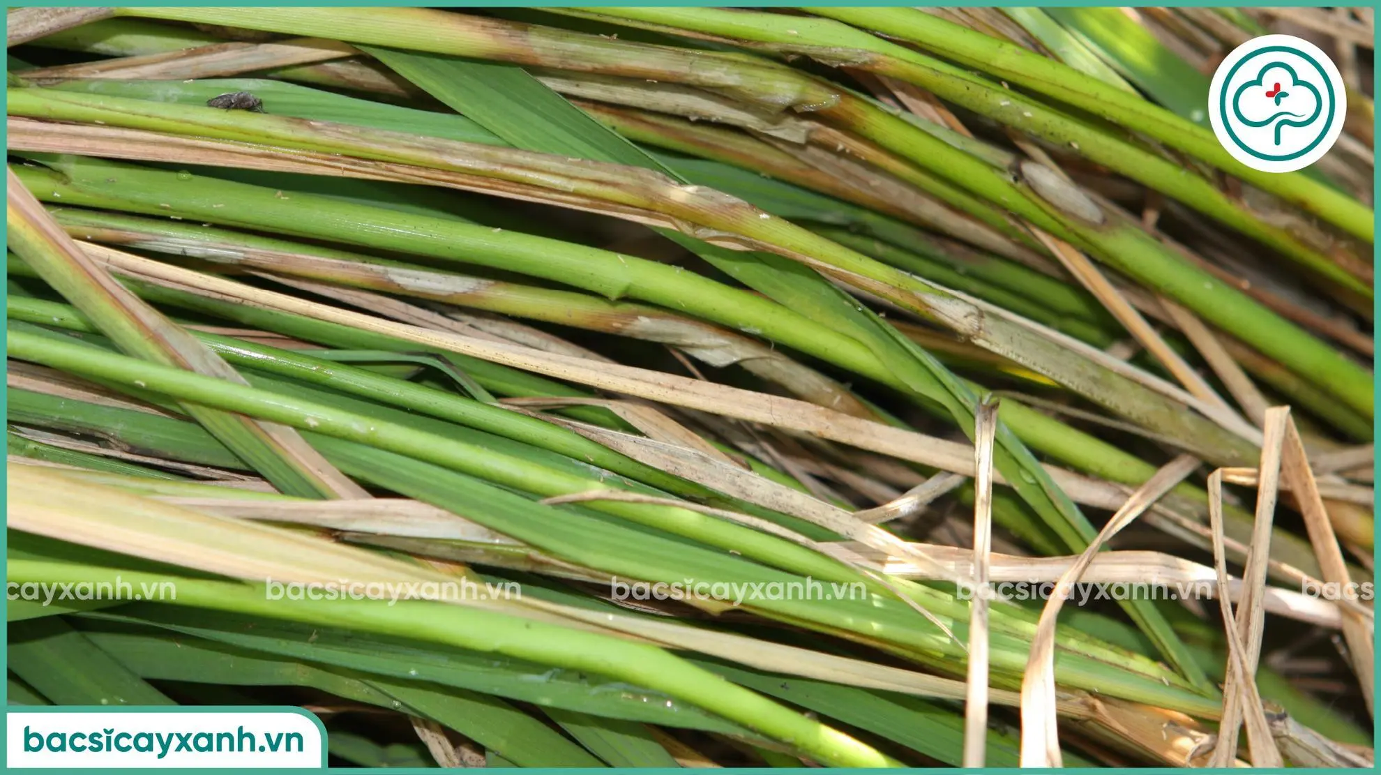 Trị bệnh khô vằn trên lúa