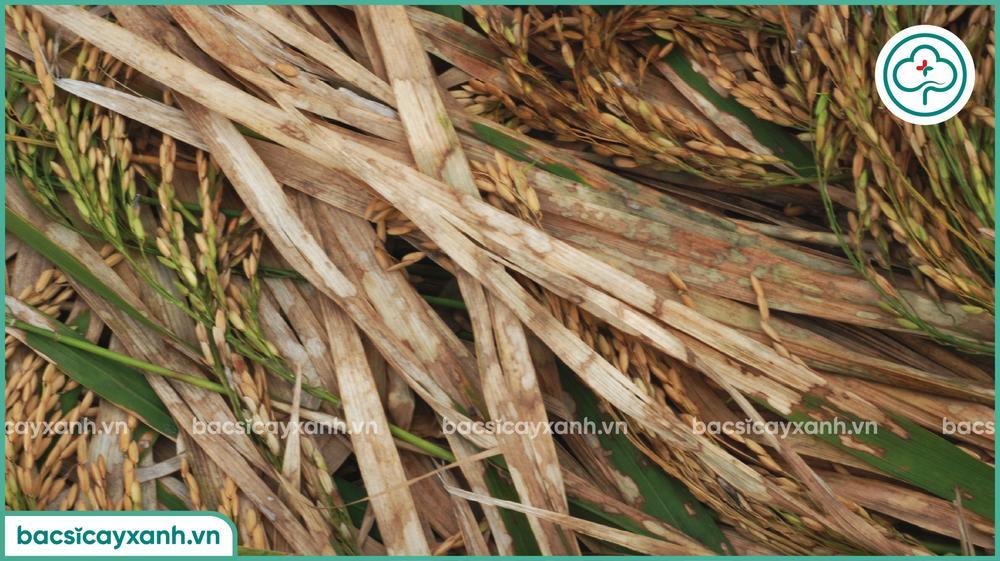 Hậu quả của bệnh khô vằn trên lúa