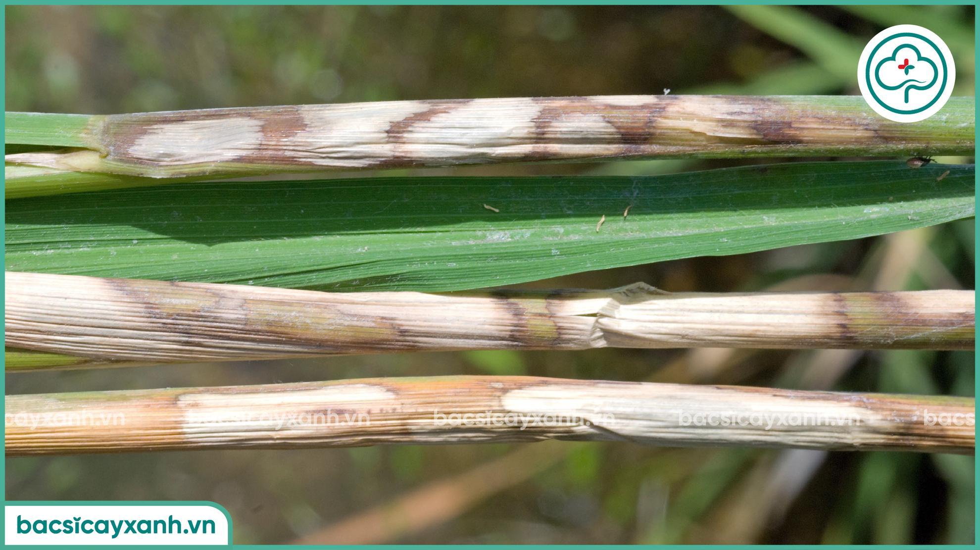 Phòng bệnh khô vằn trên lúa
