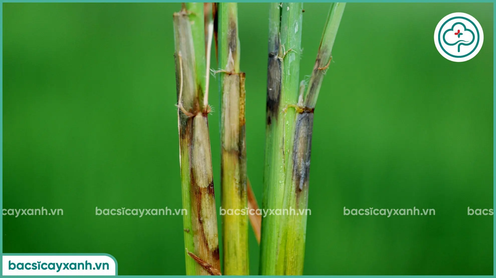Trị bệnh khô vằn trên lúa