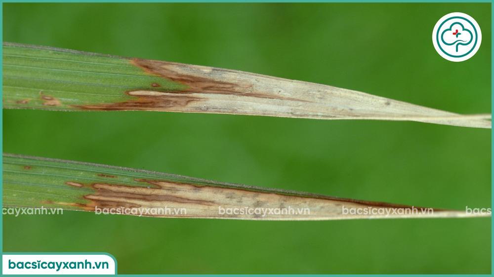 Biểu hiện của bệnh bạc lá trên lúa