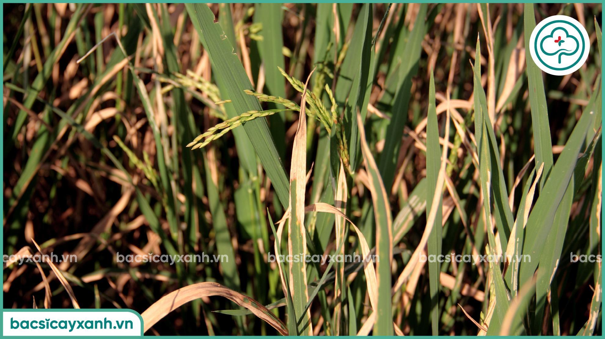 Nguyên nhân gây bạc lá lúa