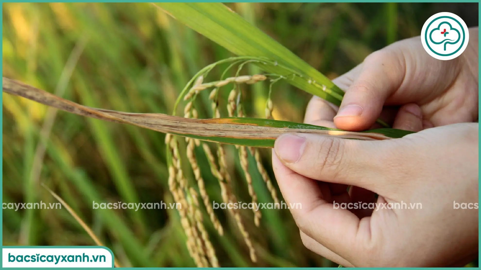 Xử lý bệnh bạc lá trên lúa