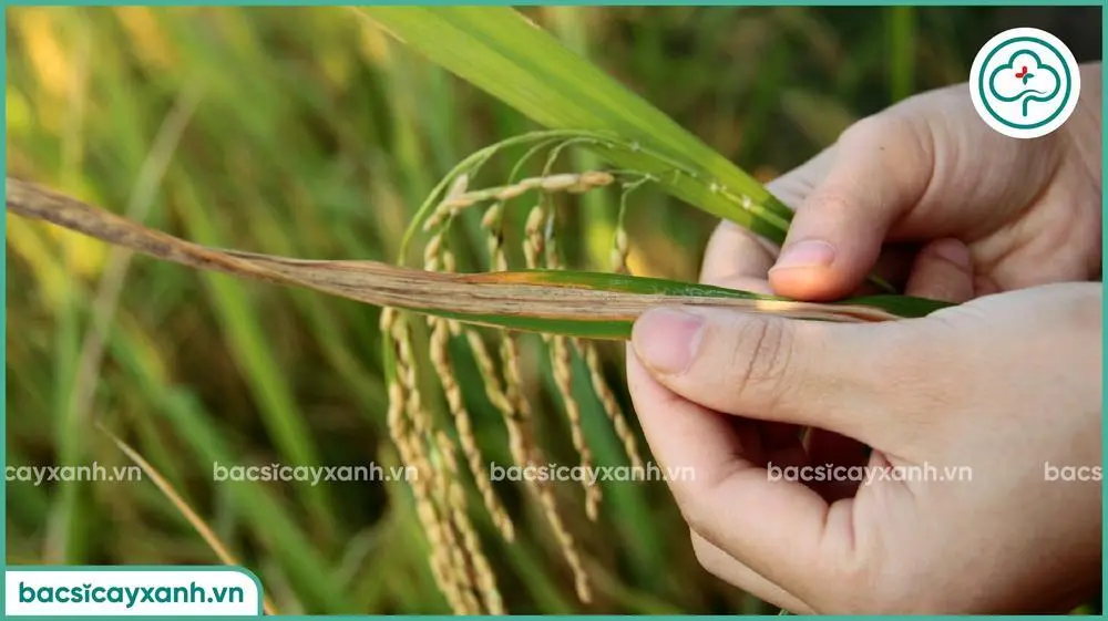 Biểu hiện của bệnh bạc lá trên lúa