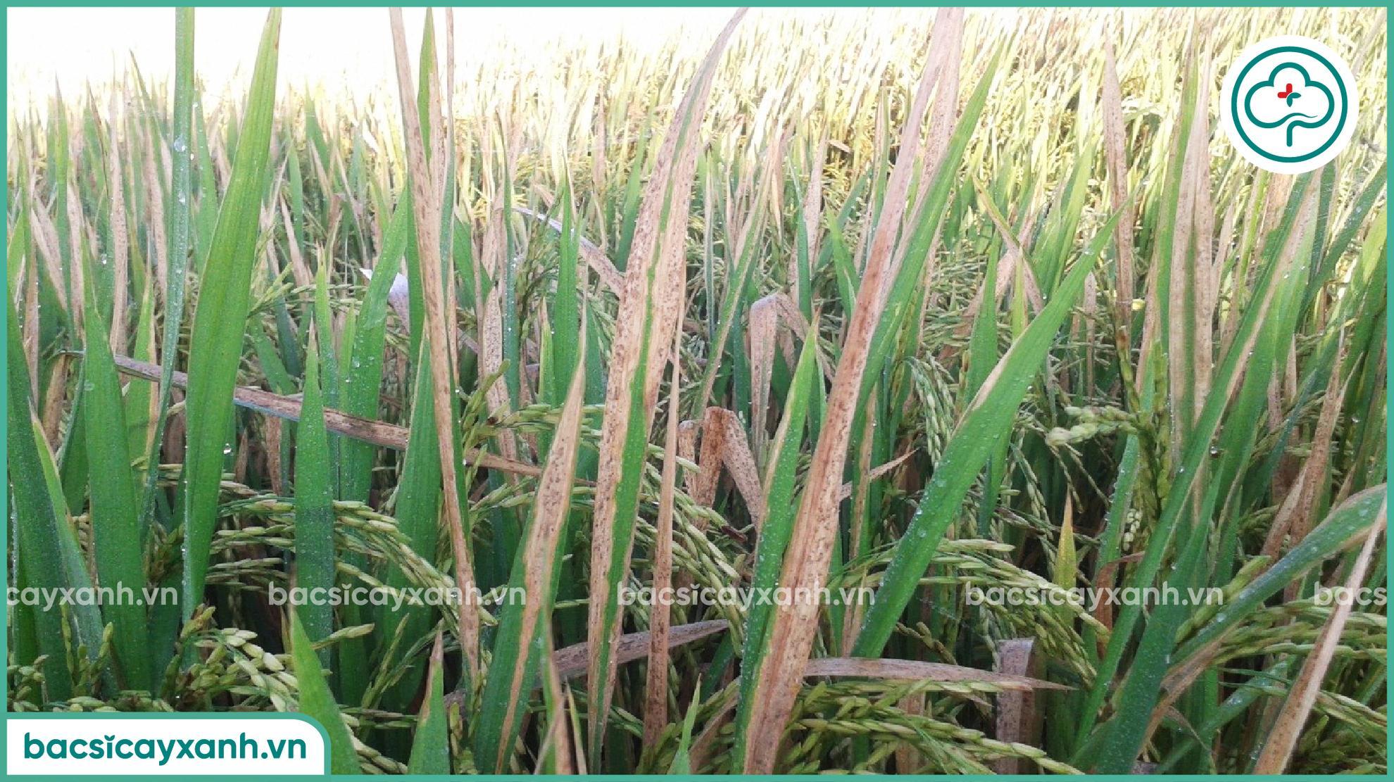Thiệt hại do bệnh bạc lá lúa
