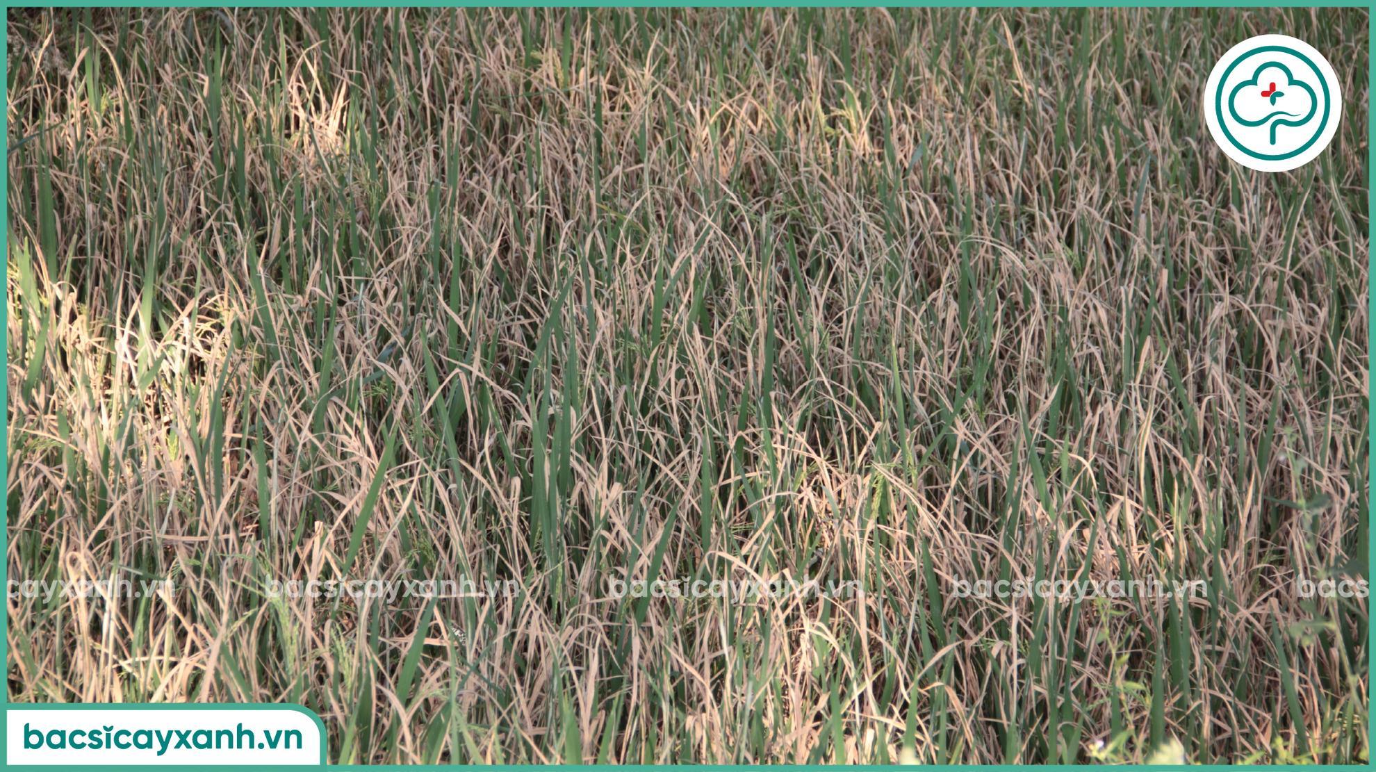 Quản lý bệnh bạc lá trên lúa