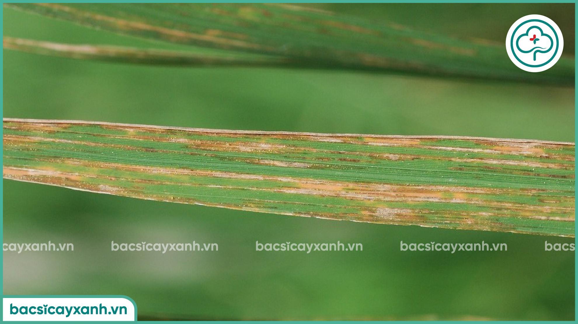 Nguyên nhân gây bệnh đốm sọc trên lúa