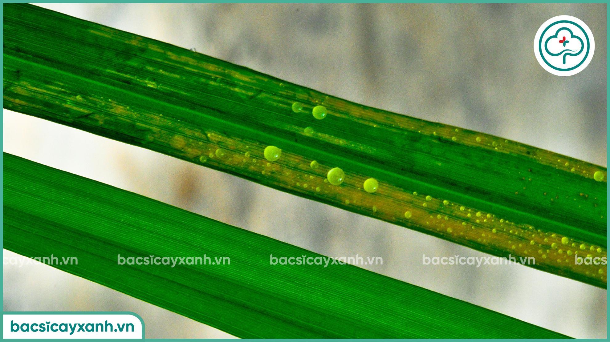 Biểu hiện lúa bị đốm sọc