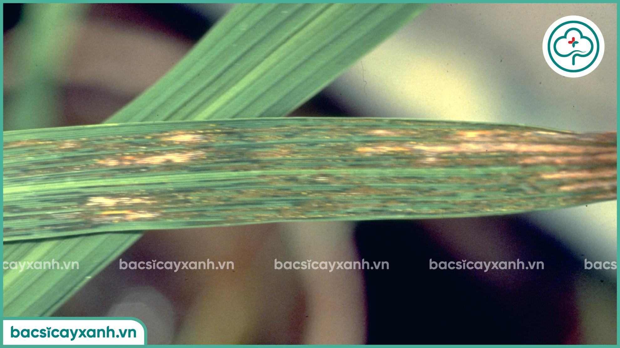 Ảnh hưởng do bệnh sọc lá lúa