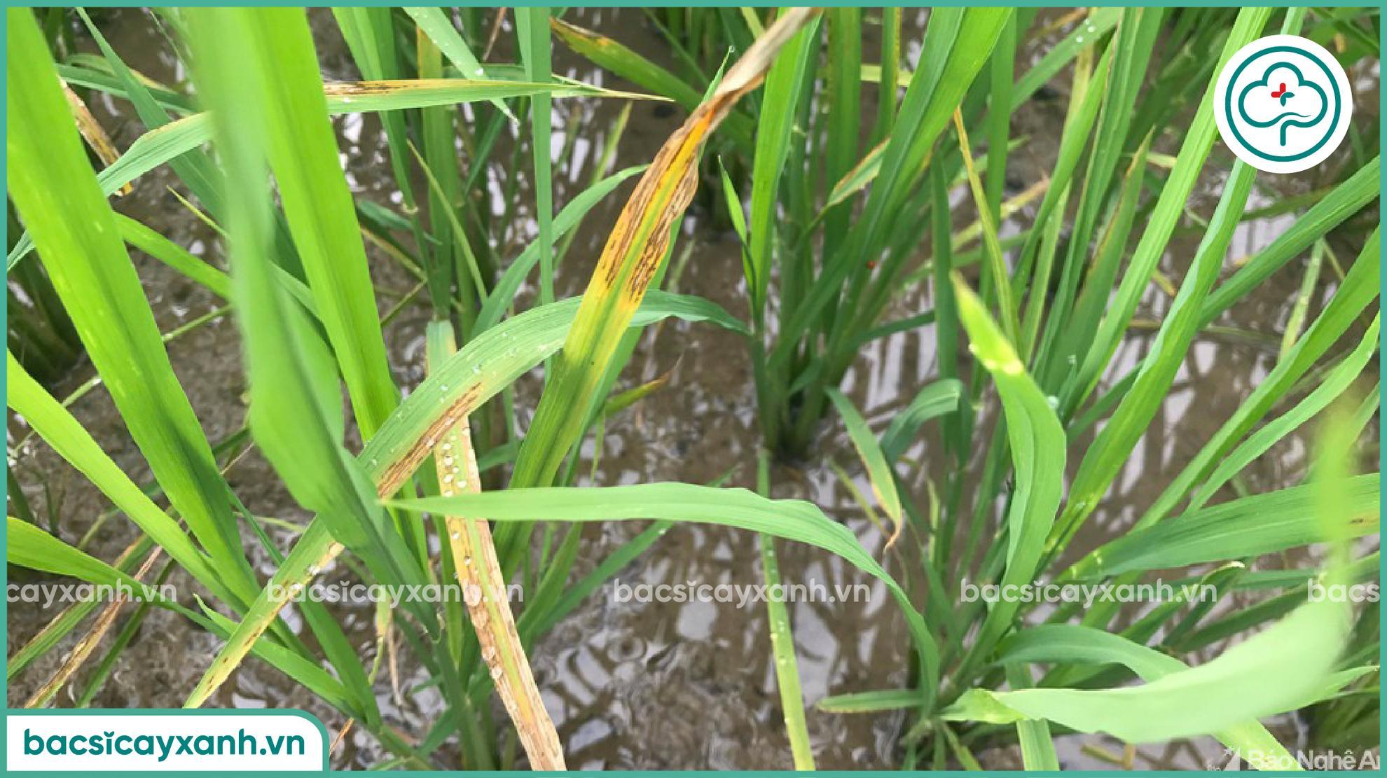 Trị đốm sọc trên lúa