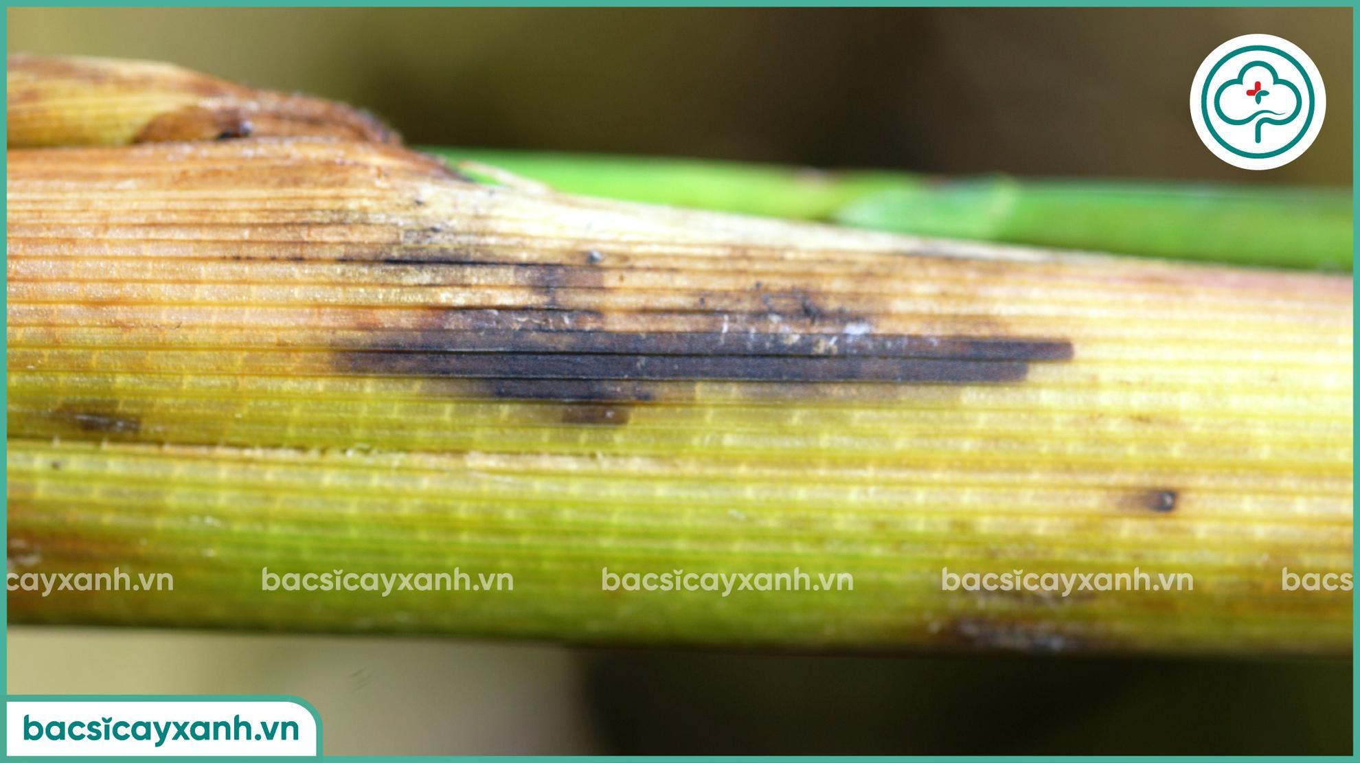 Biểu hiện của bệnh tiêm hạch trên lúa