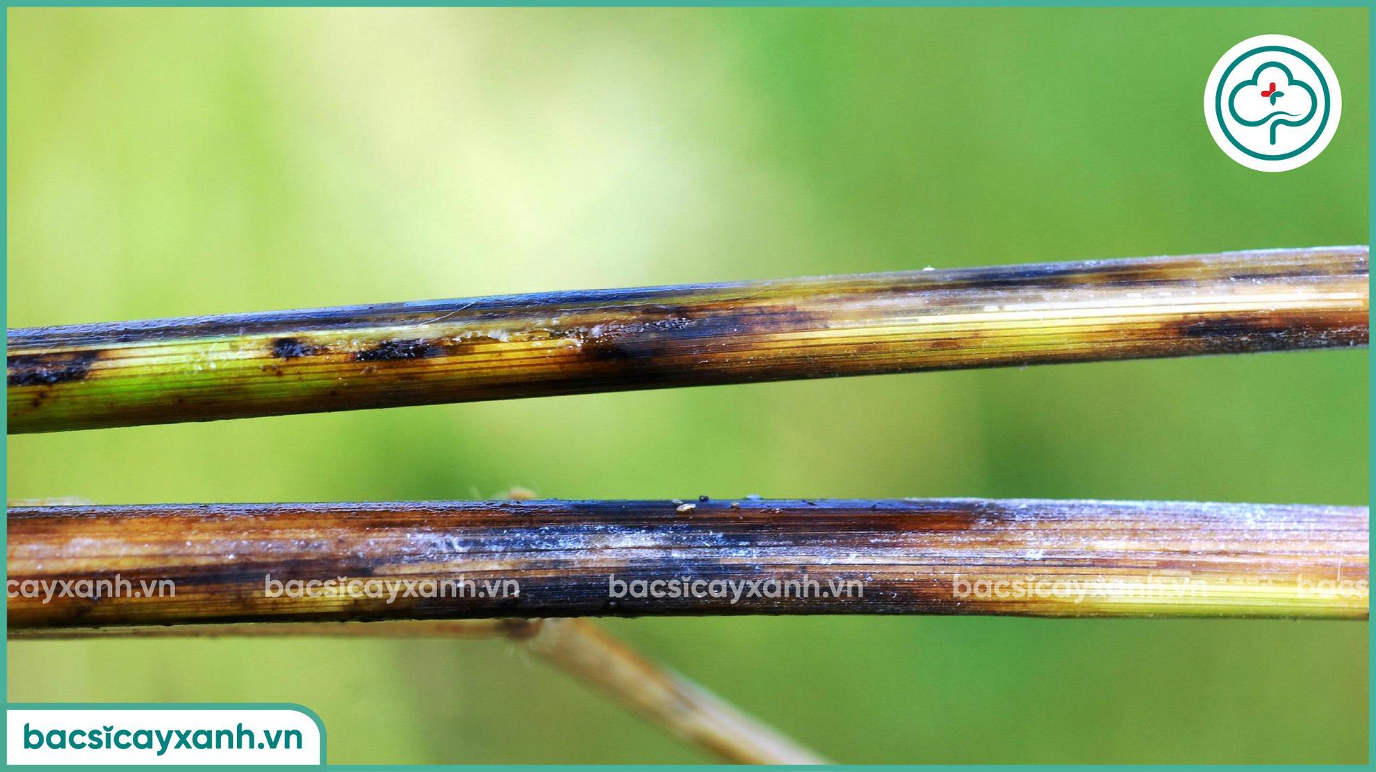 Nguyên nhân gây bệnh tiêm hạch trên lúa