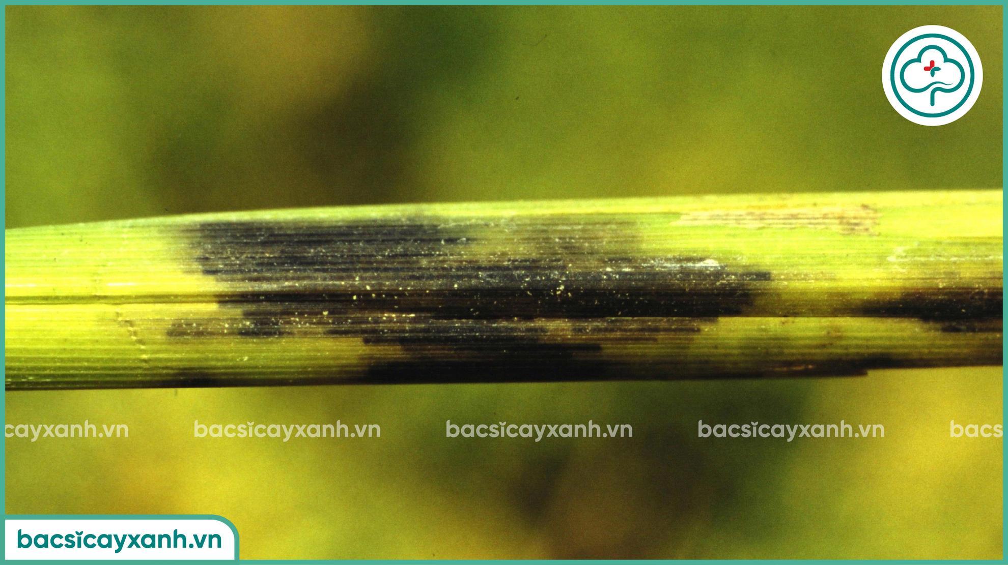 Xử lý bệnh tiêm hạch trên lúa