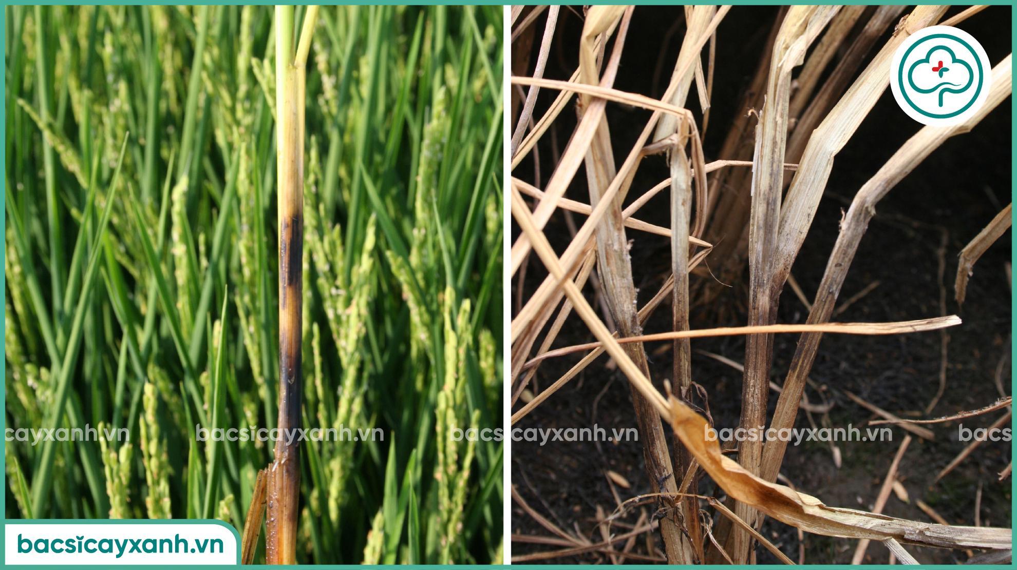 thiệt hại do bệnh tiêm hạch trên lúa